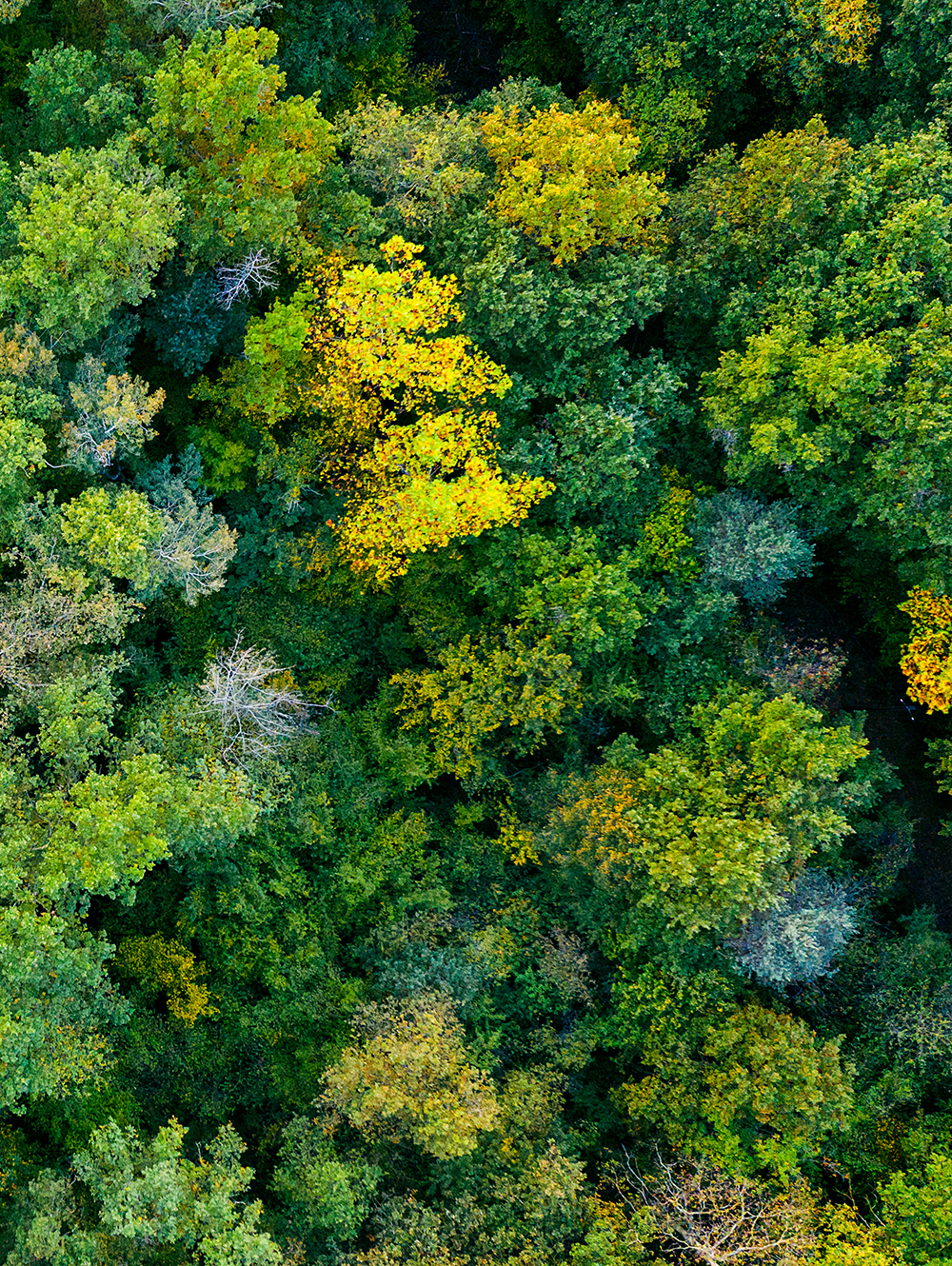 Wood from above