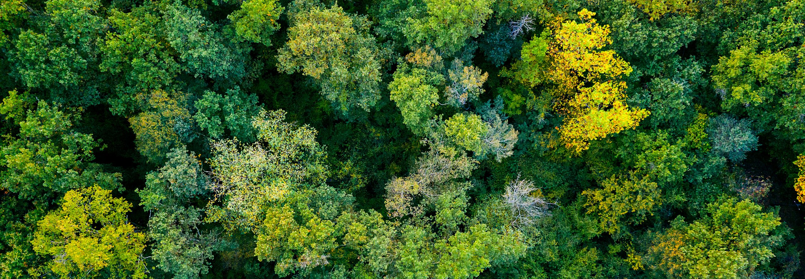 Forest from above
